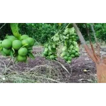 Orange Plant